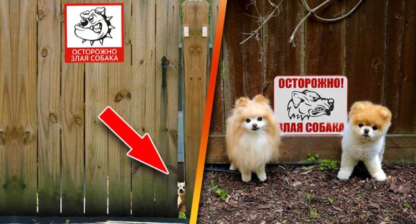 Таблички про собаку с юмором