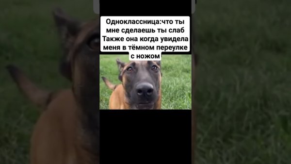 Собака стучит зубами Мем