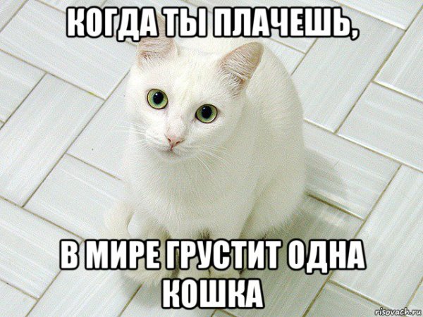 Котик не плачь