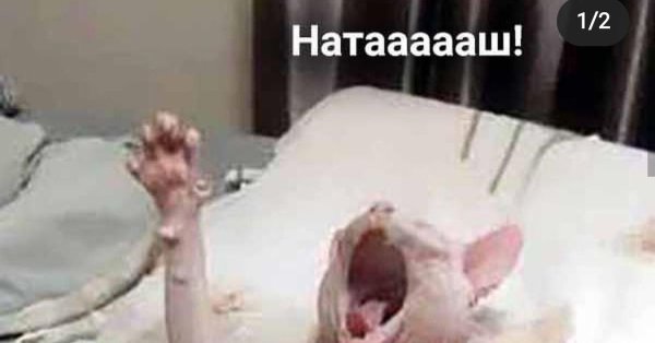 Наташа неси трусы кот сфинкс