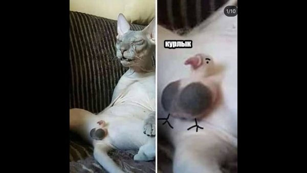 Кот в трусах Мем