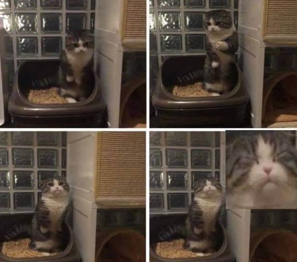 Смешной кот в лотке