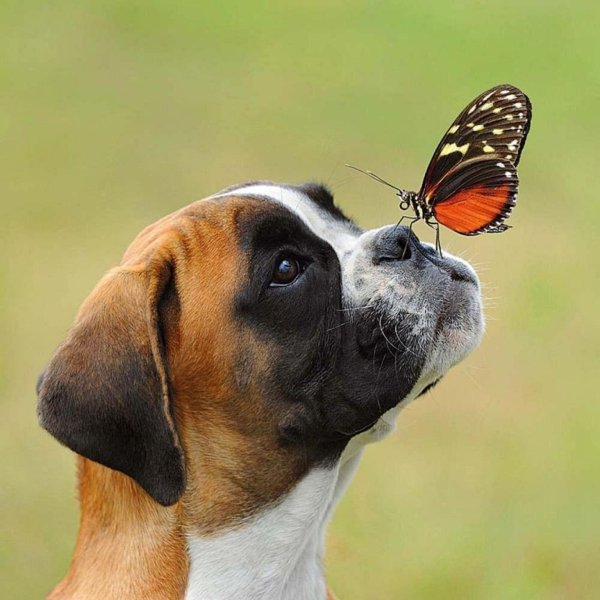 Бабочка натносу у собаки