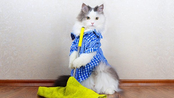 Кошка тряпка