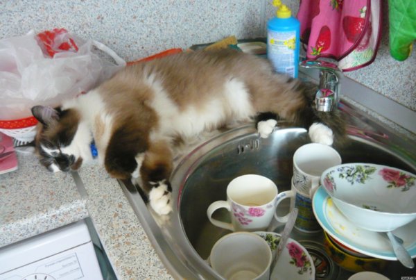 Котики и мытье посуды