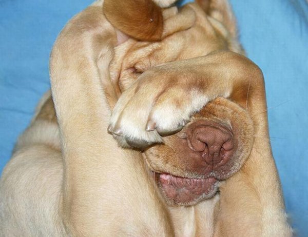 Собака закрыла глаза лапами