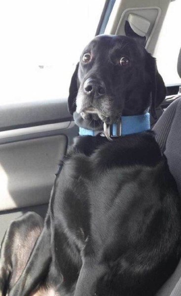 Собака в шоке