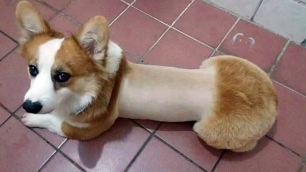 Стрижка корги пемброк