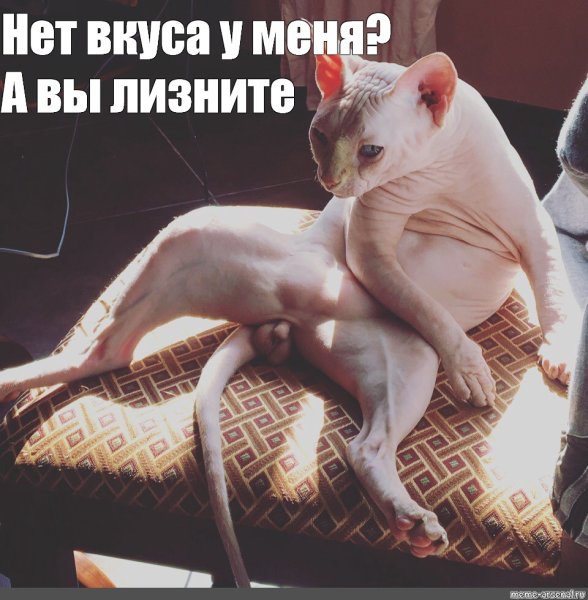 Лысый кот Мем