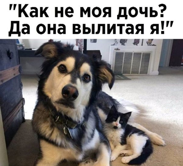 Шутки про собак