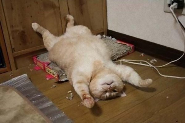 Сонный уставший кот