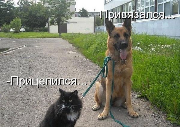 Про собак и кошек с надписями смешные