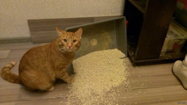 Кот разбросал наполнитель