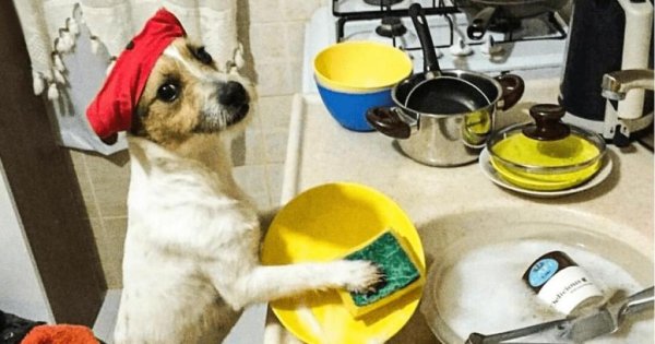 Собака моет посуду