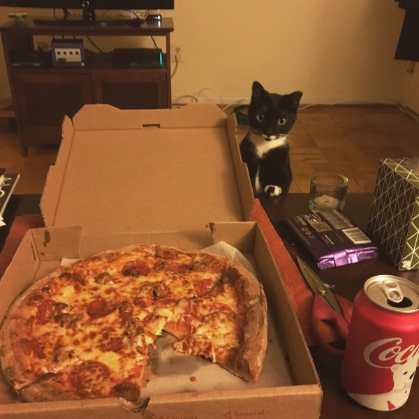 Котики про пиццу смешные