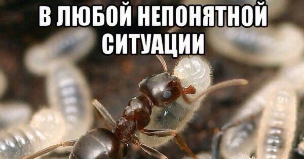 Муравей Мем