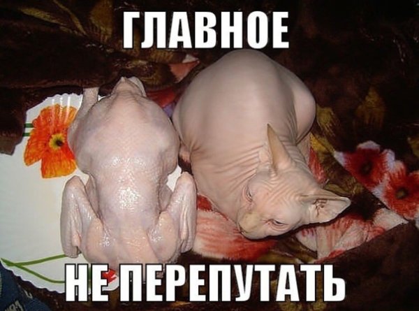 Лысые коты мемы