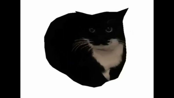 Черный кот вращается