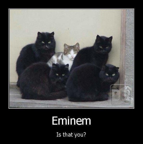 Она не танцует кошки