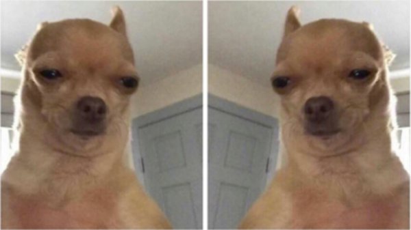 Собака подозревака