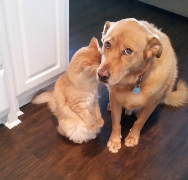 Забавные домашние животные