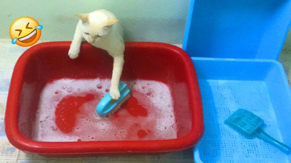 Никакой помощи в этом доме