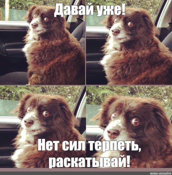 Заводи это собака Мем