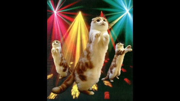 Гифки коты танцуют