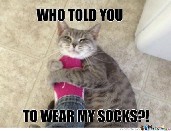 Носочки котики мемы