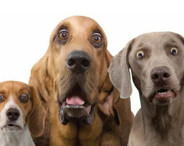 Забавные собаки