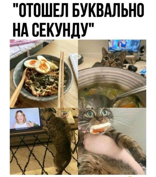 Обожравшиеся коты