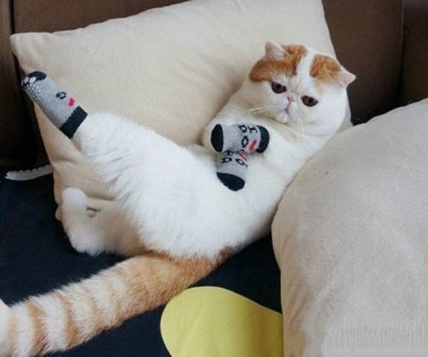 Кот в носочках