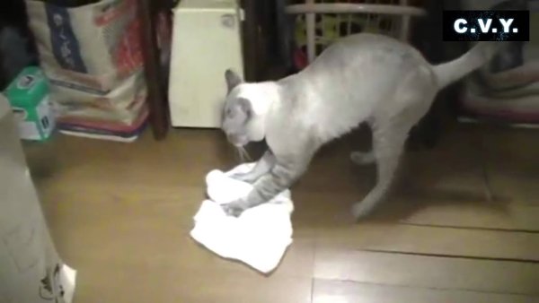 Кошка моет пол