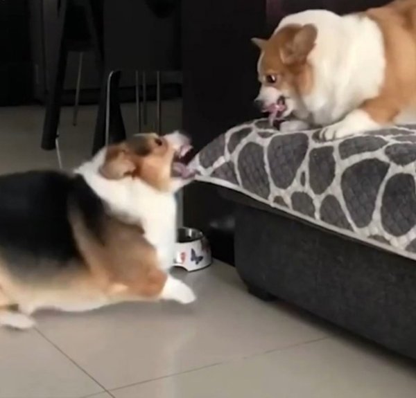 Собаки ругаются