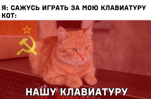Коты мемы с надписями