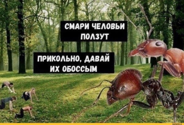 Прикольный муравей
