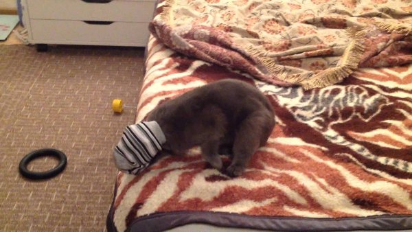 Котик в носке Мем