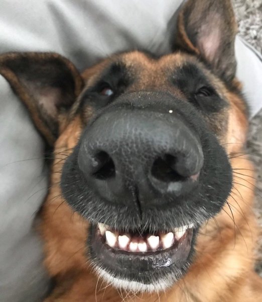 Смешная овчарка