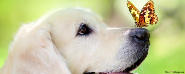 Песик с бабочкой на носу