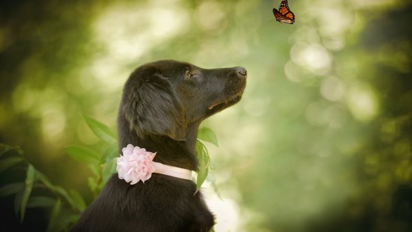 Собака на природе