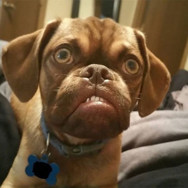 Смешные морды собак