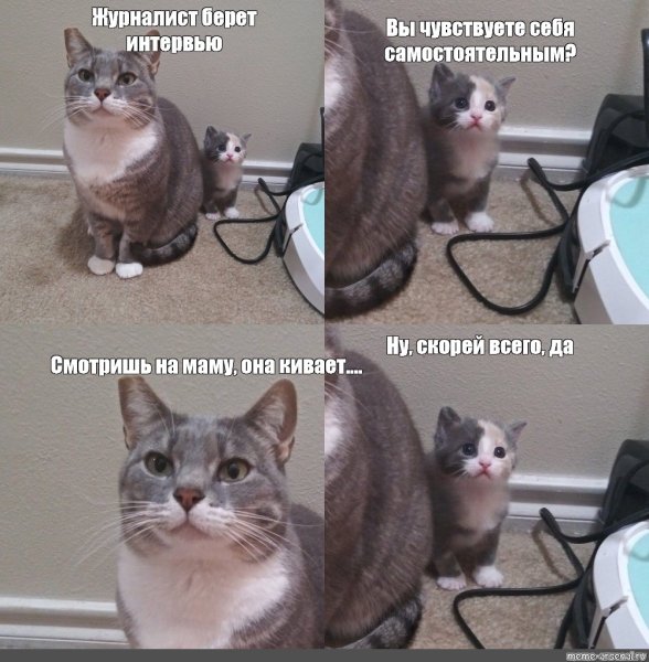 Мемы про котов и питсу