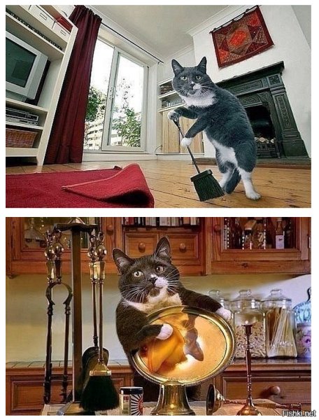 Хозяйственный кот