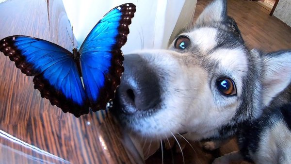 Щенок с бабочкой на носу