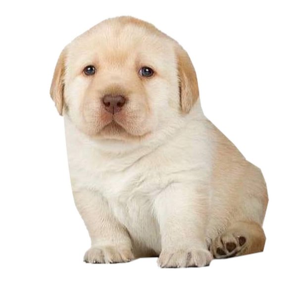 Собака с блинами