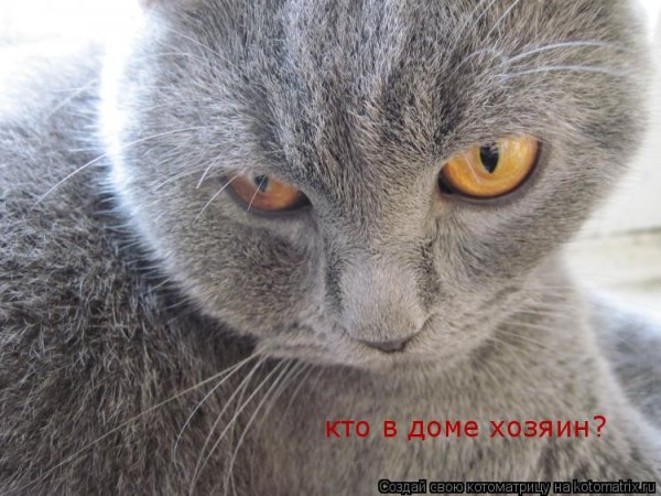 Слышь ты кто кот