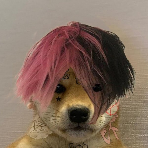 Собака лил Пипа