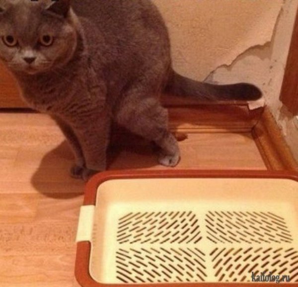 Кошка в лотке смешная