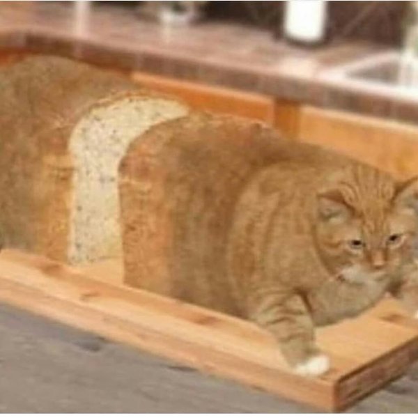 Мемы с котами хлеб