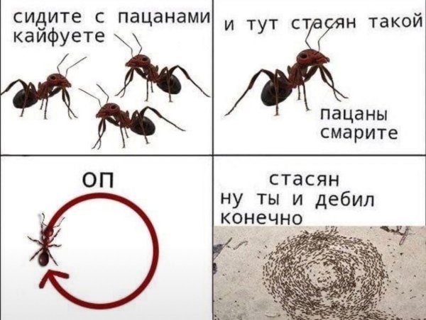 Смешной муравей